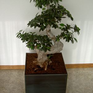 Pflanzkuebel 001